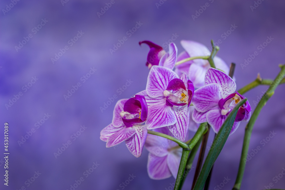 Obraz premium Beautiful Orchid flower blooming