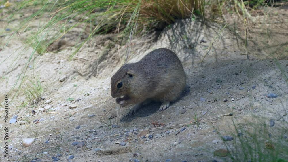 Cute Ground Squirrel eating dune grass in wilderness during sunny day,close up - 4K prores shot of wild Sciuridae Species Cute Ground Squirrel eating dune grass in wilderness during sunny day,close up - 4K prores shot of wild Sciuridae Species