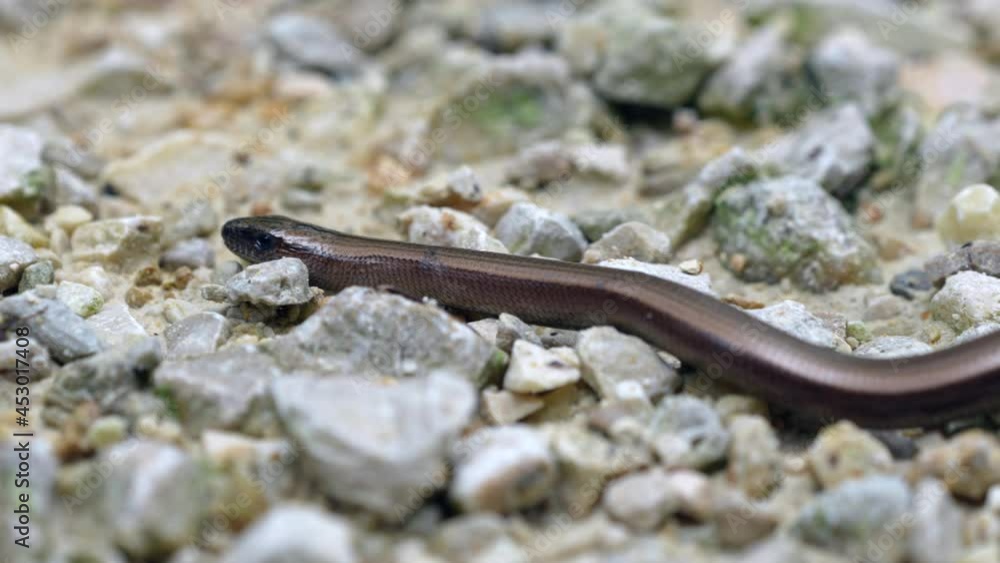 Brown Slowworm or slow worm crawling slowly over stony ground in sunlight,macro - Prores 4K shot of Anguis Fragilis Species Brown Slowworm or slow worm crawling slowly over stony ground in sunlight,macro - Prores 4K shot of Anguis Fragilis Species
