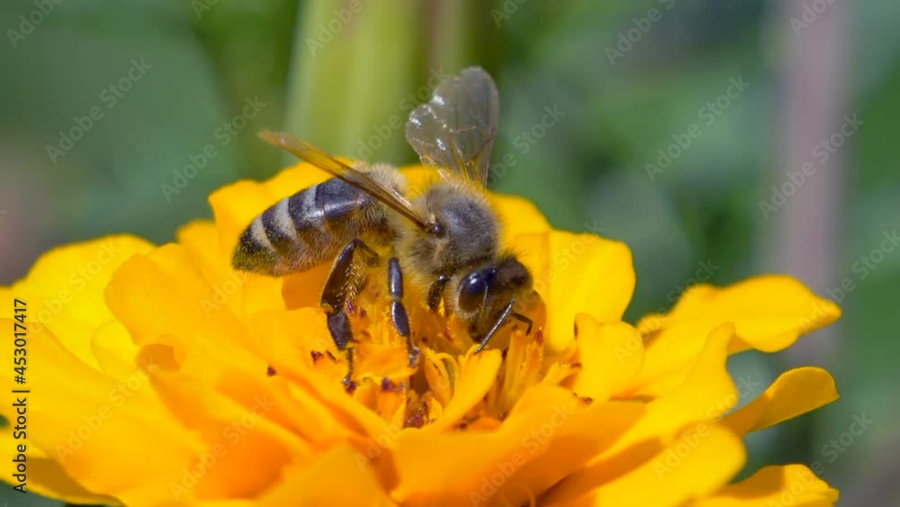 Majestic bee in yellow flower gathering pollen during sunny day,macro Majestic bee in yellow flower gathering pollen during sunny day,macro