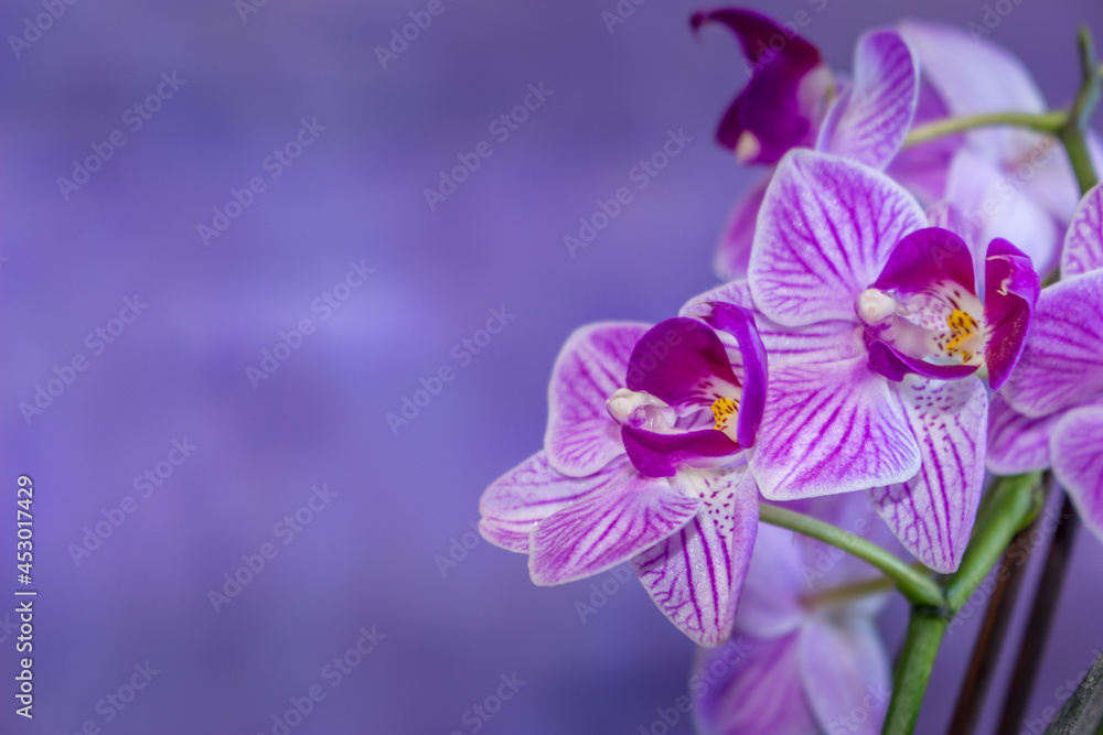Fototapeta premium Beautiful Orchid flower blooming
