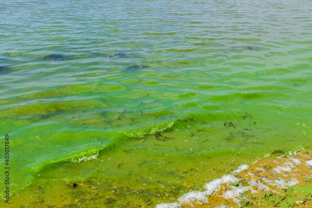 Green algae pollution on the water surface. Ecological concept