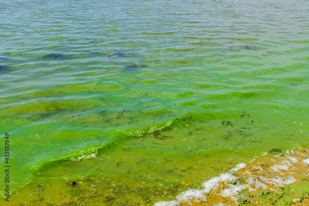Green algae pollution on the water surface. Ecological concept Green algae pollution on the water surface. Ecological concept
