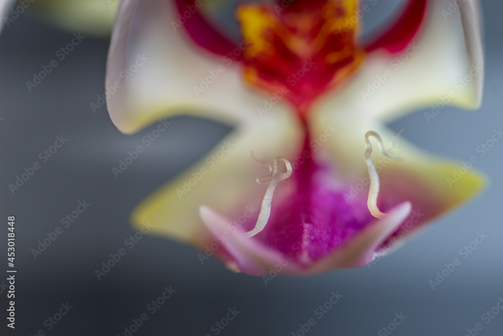 Fototapeta premium Beautiful Orchid flower blooming