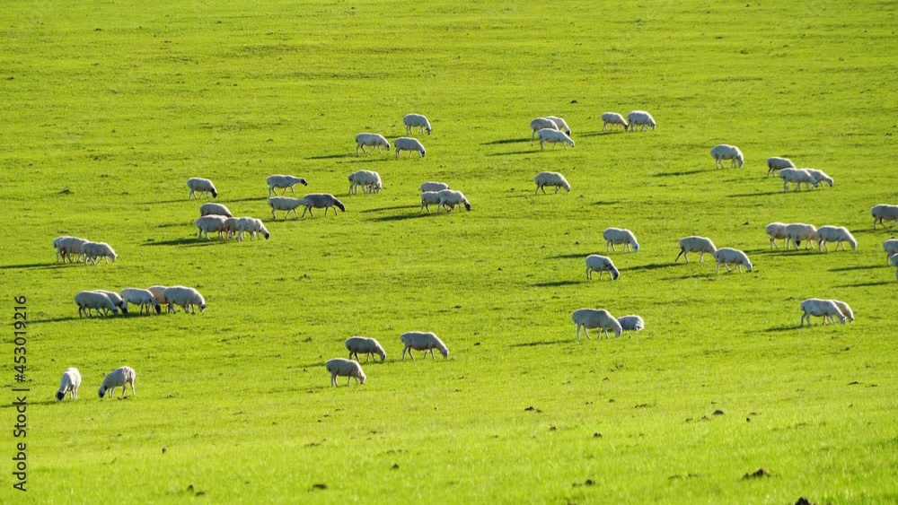 On the beautiful prairie, a flock of sheep graze with relish, top view