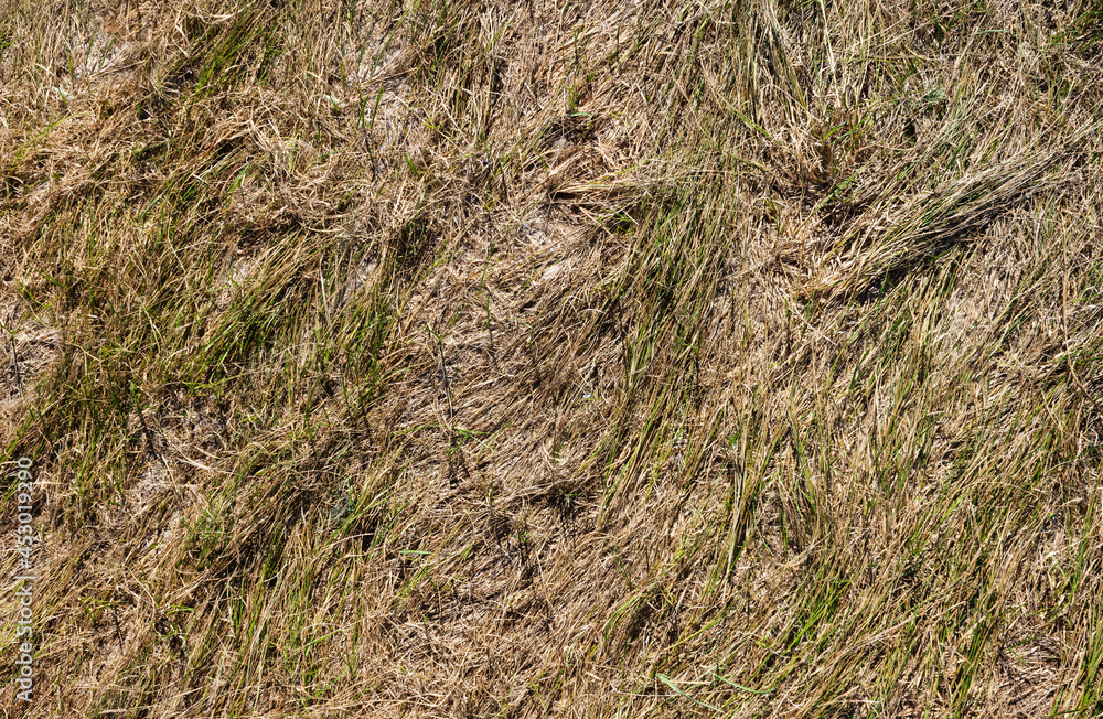 Backdrop photo texture of dry grass uppper view. Backdrop photo texture of dry grass uppper view.