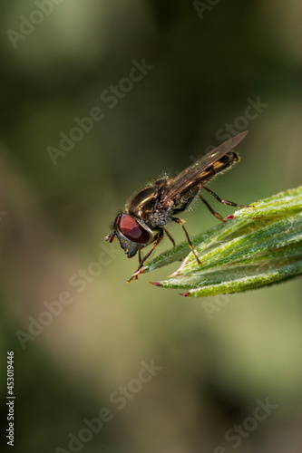 macro of a fly
