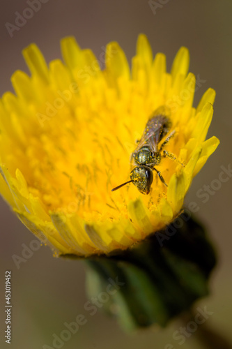 bee on yellow flower