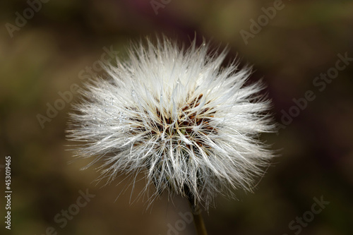 dandelion seed head