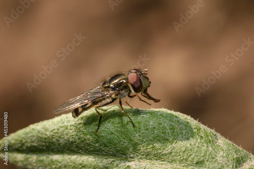 fly on leaf