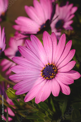 pink daisy flower
