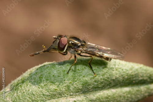 close up of a fly