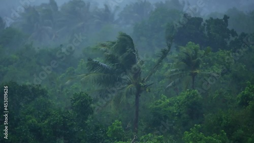 The trees swaying in the wind and rain. Close-up 