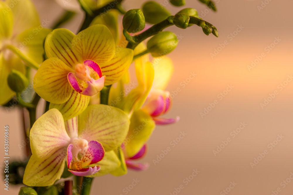 Fototapeta premium Beautiful Orchid flower blooming