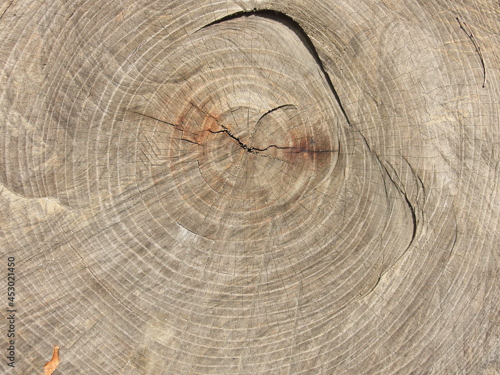Fototapeta premium 切り株の年輪のアップ