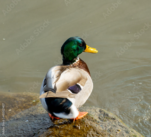 Smirking duck