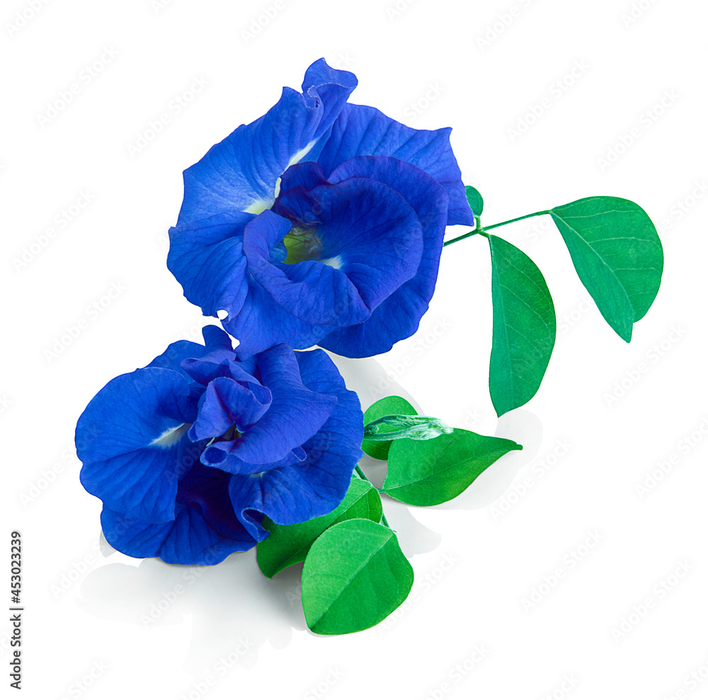 butterfly pea, blue pea, or asian pigeonwings flower isolated on white background, tropical flower