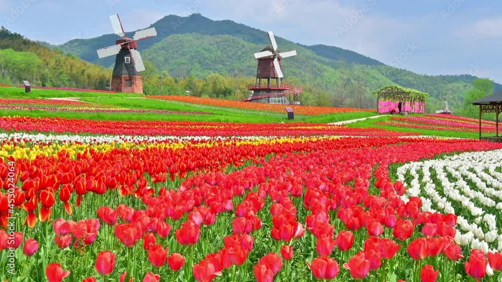 Beautiful nature view of multi-colored tulips with two big windmills Beautiful nature view of multi-colored tulips with two big windmills
