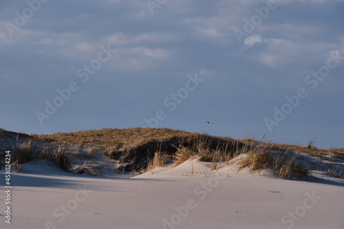 Horizontal image of New Jersey s Island Beach State Park and the Protected and endangered sand dunes in late afternoon light on an empty beach