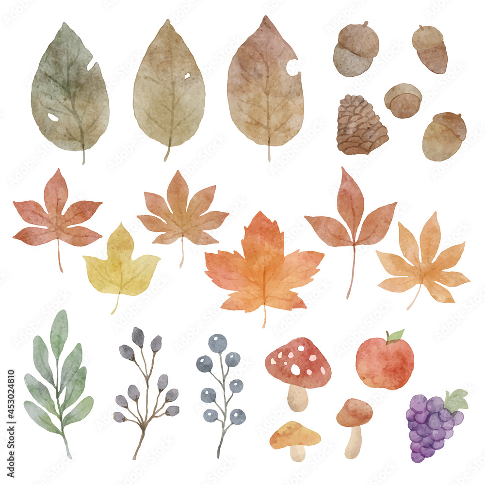 水彩風 紅葉と落ち葉の秋の植物のイラスト素材 セット Stock ベクター Adobe Stock