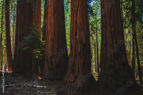 The forest of giants in Sequoia Nationa Park
