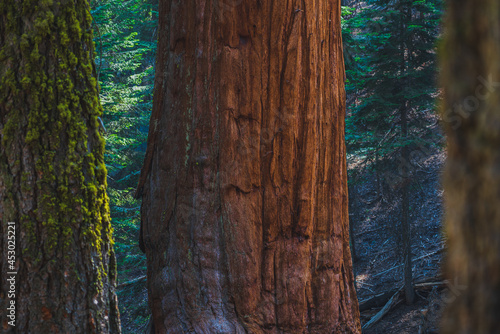 The forest of giants in Sequoia Nationa Park