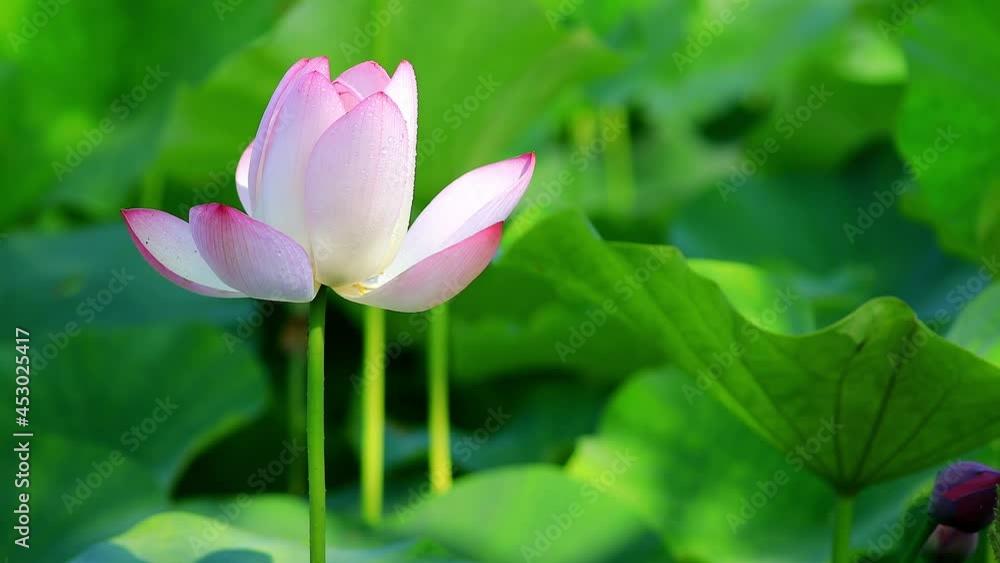 Pink lotus and green lotus leaves sway gently in the breeze. Pink lotus and green lotus leaves sway gently in the breeze.