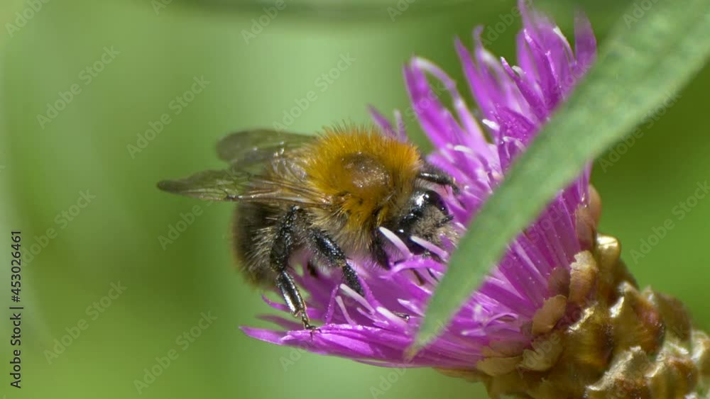 Majestic bumblebee in flower collecting nectar pollen,macro shot Majestic bumblebee in flower collecting nectar pollen,macro shot