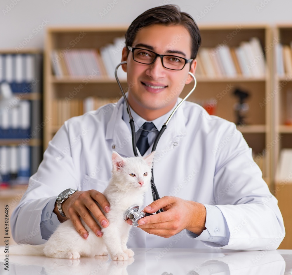 White kitten visiting vet for check up White kitten visiting vet for check up