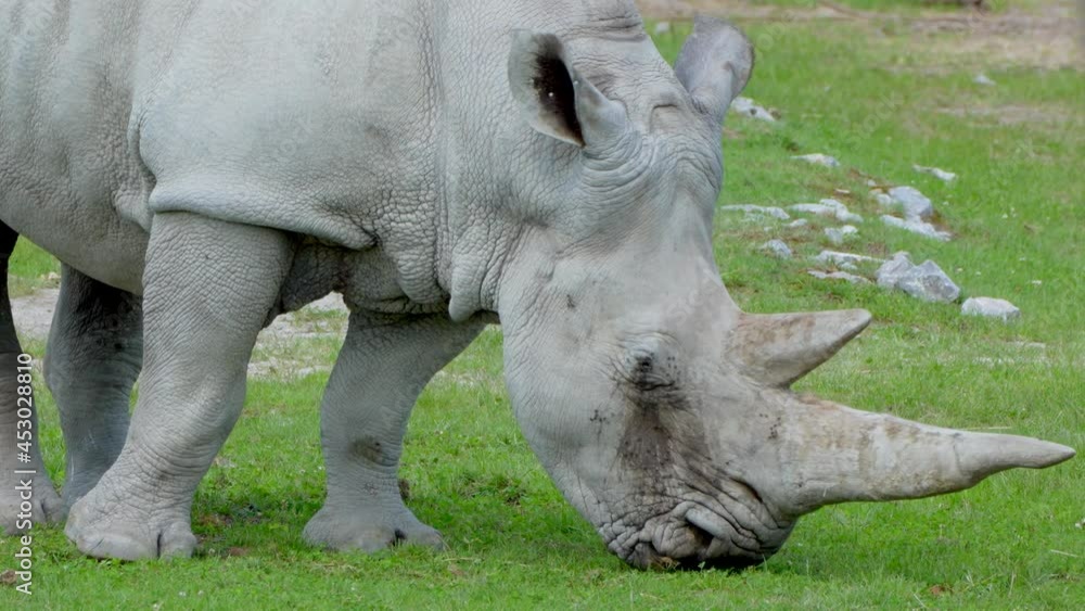 Close up of White Rhinoceros or Square-Lipped Rhinoceros grazing in Nature,4K Close up of White Rhinoceros or Square-Lipped Rhinoceros grazing in Nature,4K