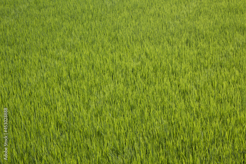 it is summer Green rice field.