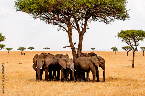 Canvas Print Elephants seeking shade from a brutal in that savanna near Mara in Tanzania