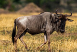 Portrait of a Wildebeest near the Mara River in Tanzania
