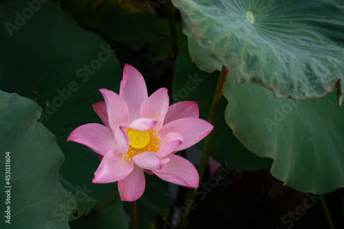 blooming lotus flower at horizontal composition