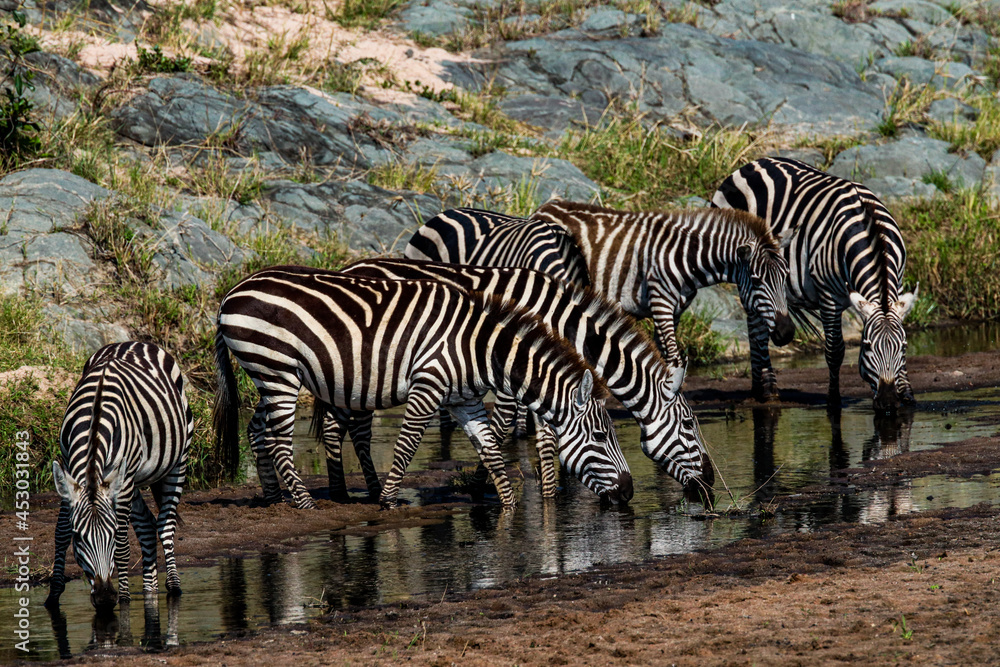 Fototapeta premium Zebras Drinking at Sand River in Tanzania