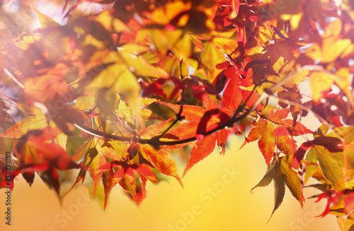 red leaves of japanese maple in autumn