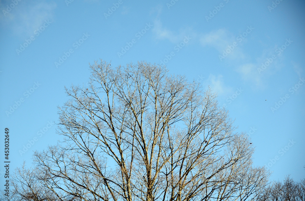 青空と木