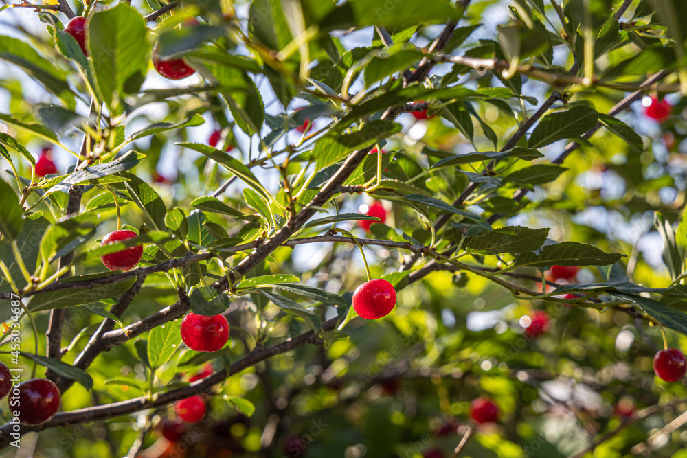 Group of bright ripe red cherry berries with green leaves is on a blue sky background in summer