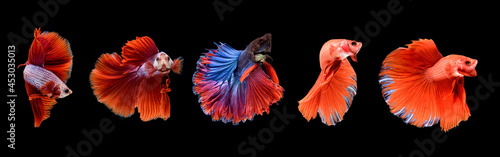 Red betta fish, a collection of fish swimming in various poses. ornamental fish betta in the water