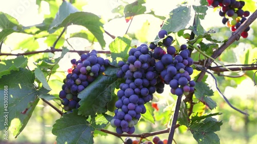 Wallpaper Mural Slow Motion Shot of Ripe Red Grapes in Sunny Vineyard. Torontodigital.ca