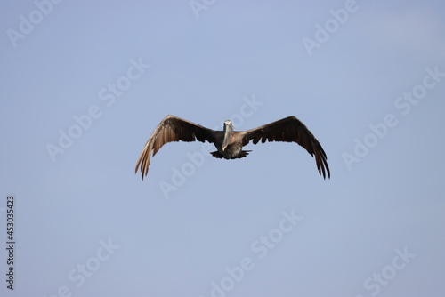 Florida   s Cayo Costa Pelicans at Pelican Bay