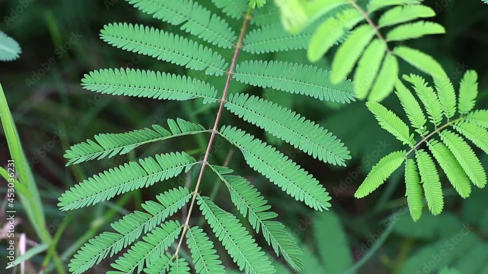 Scientific name Mimosa pudica (from Latin pudica, meaning "shy