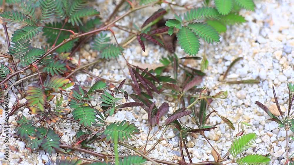 Scientific name Mimosa pudica (from Latin pudica, meaning "shy