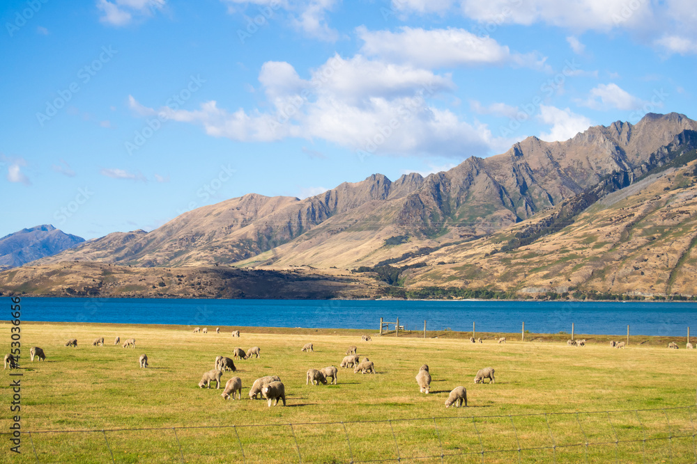 Sheep on the meadow in the morning at the South Island of New Zealand.
