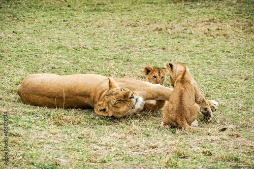 Relaxing lion parent and child in the Masai Mara National Reserve in Africa