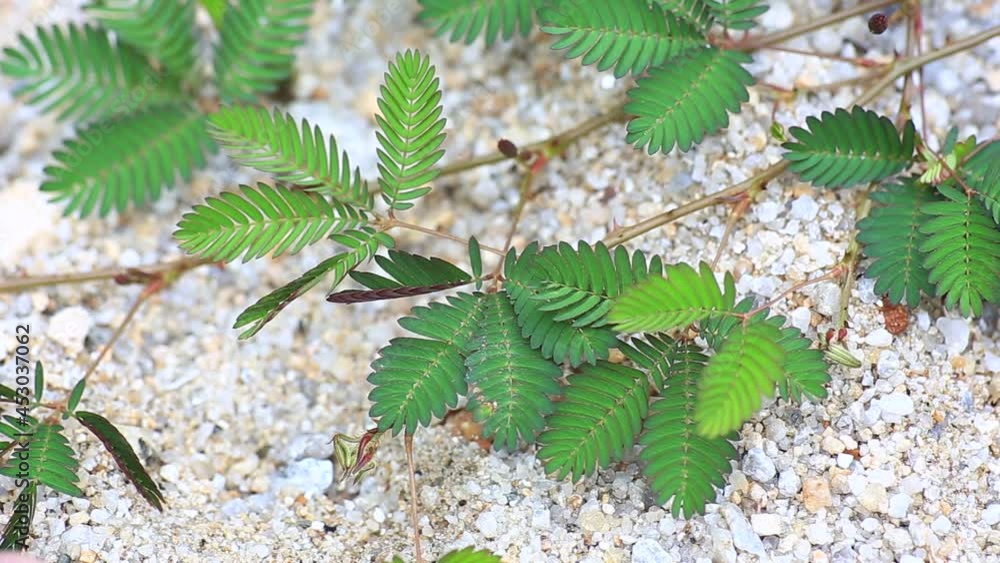 Scientific name Mimosa pudica (from Latin pudica, meaning "shy