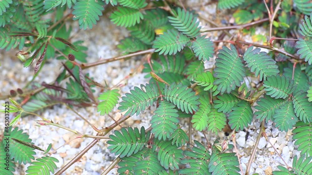 Scientific name Mimosa pudica (from Latin pudica, meaning "shy