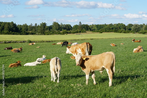 A herd of cows resting on a farmland in the South of Sweden