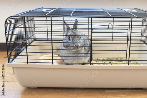 Grey rabbit sitting in a cage, close-up of rabbit muzzle, natural light, farming. bunny domestic anima, home pet