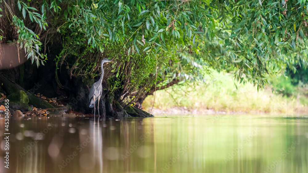 A grey heron stands on the bank of a river under a tree A grey heron stands on the bank of a river under a tree
